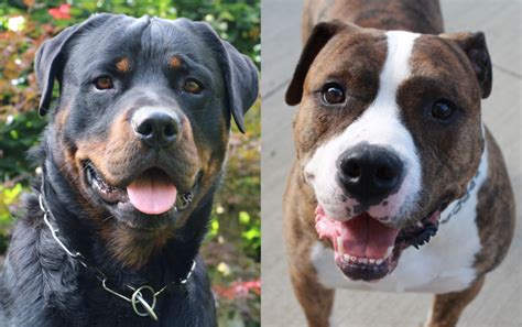 Get Inspired For Pitbulls And Rottweilers Mixed