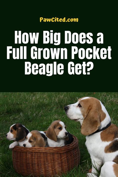 Get Inspired For Pocket Beagle
