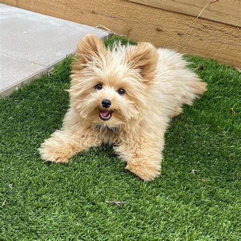 Get Inspired For Pomapoo Puppies For Sale In England