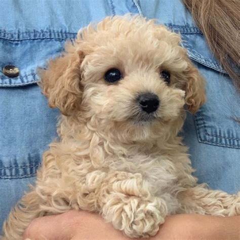 Get Inspired For Poodle Mixes For Sale