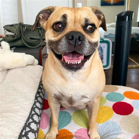 Get Inspired For Pug Mix Dogs