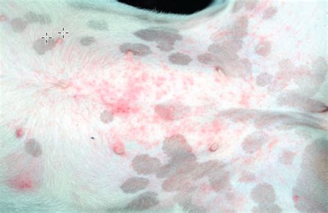 Get Inspired For Puppy Pyoderma