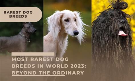 Get Inspired For Rarest Dog Breed
