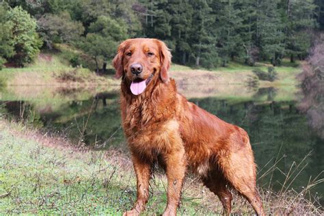Get Inspired For Red Golden Retriever Australia