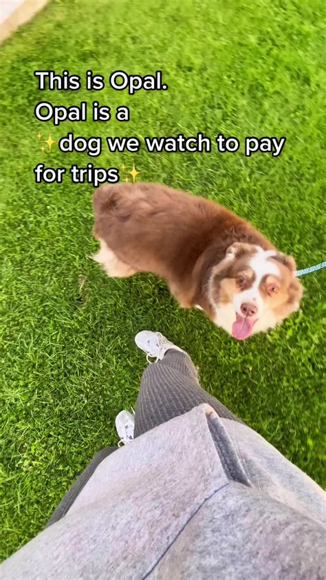 Get Inspired For Renting Dogs