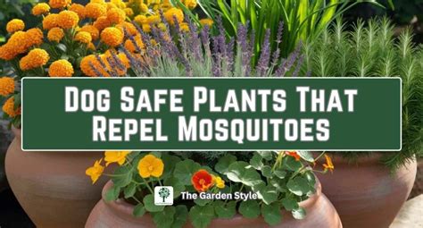 Get Inspired For Repel Mosquitoes On Dogs