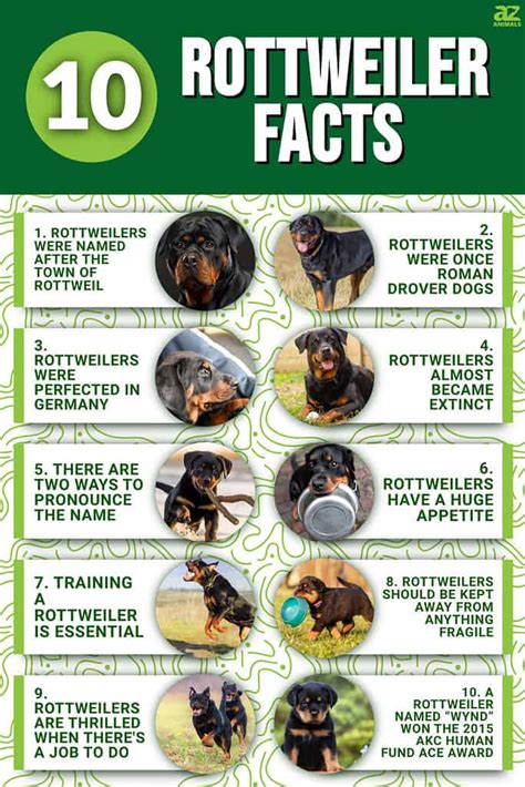 Get Inspired For Rottweiler Facts
