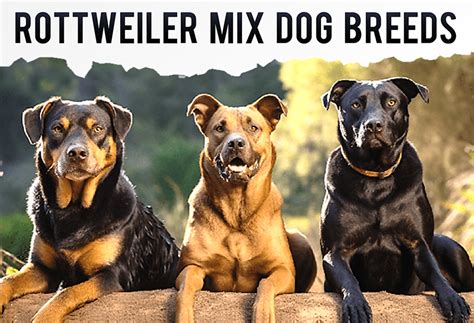 Get Inspired For Rottweiler Mix