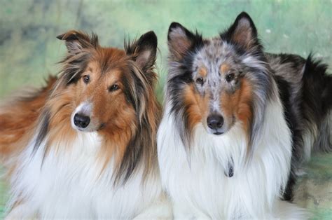 Get Inspired For Sable Merle Collie