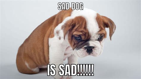 Get Inspired For Sad Dog Meme