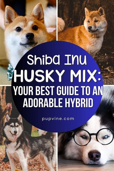Get Inspired For Shiba Inu Husky Mix
