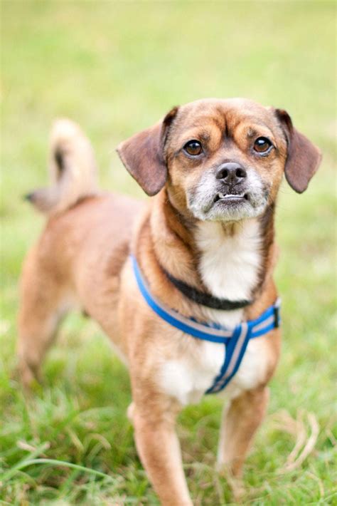 Get Inspired For Small Dog Breeds Mix