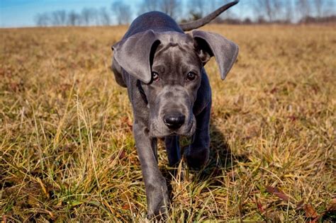 Get Inspired For Small Great Dane