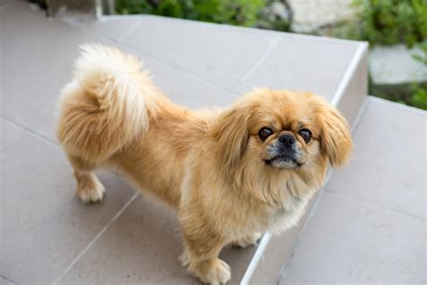 Get Inspired For Snuggly Dogs