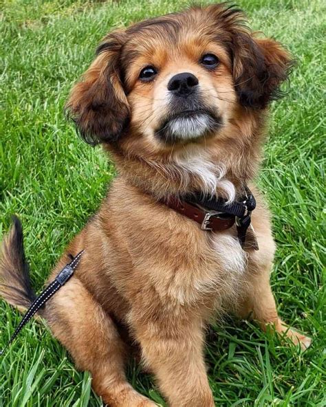 Get Inspired For Spaniel Pomeranian Mix