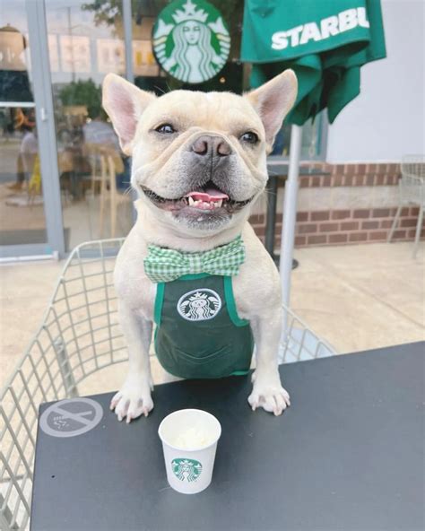Get Inspired For Starbucks Dog