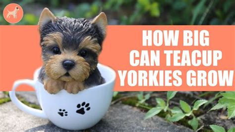 Get Inspired For Tea Yorkie