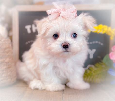 Get Inspired For Teacup Maltese