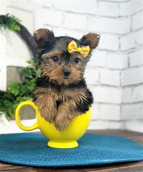 Get Inspired For Teacup Yorkie Dog