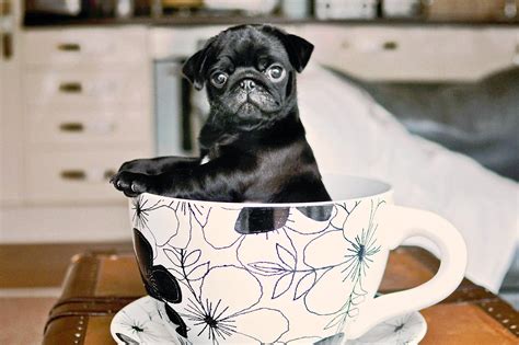 Get Inspired For Teacups Dogs