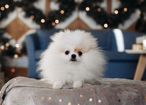 Get Inspired For Tiny Pomeranian