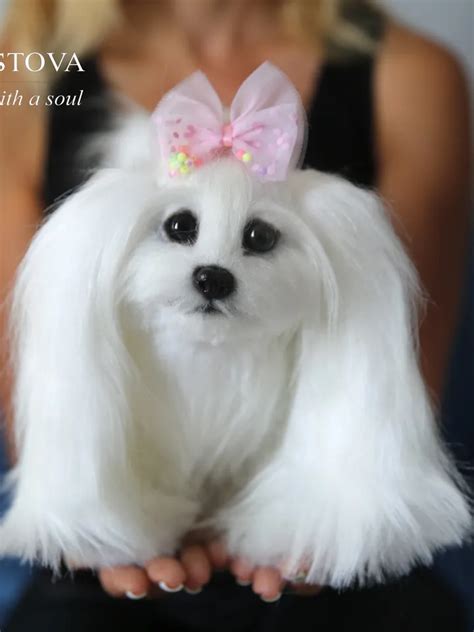 Get Inspired For Toy Maltese