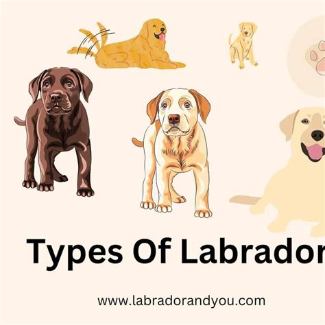 Get Inspired For Types Of Labradors