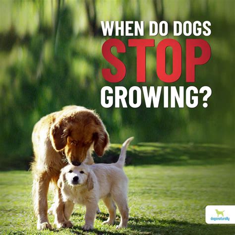 Get Inspired For When Do Dogs Stop Growing