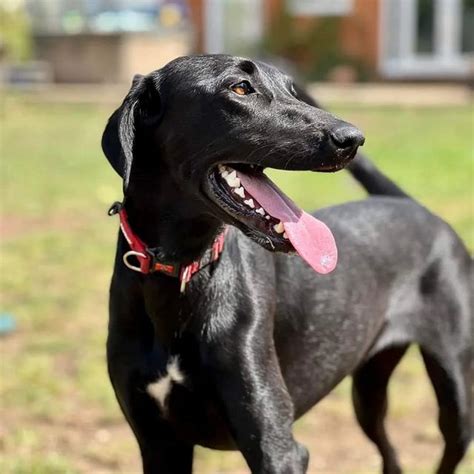 Get Inspired For Whippet Lab Mix