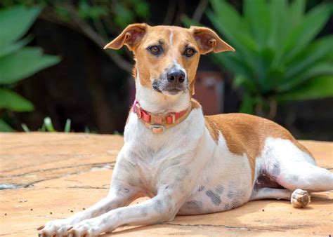 Get Inspired For Whippet Mix