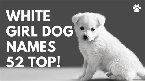 Get Inspired For White Girl Dog Names