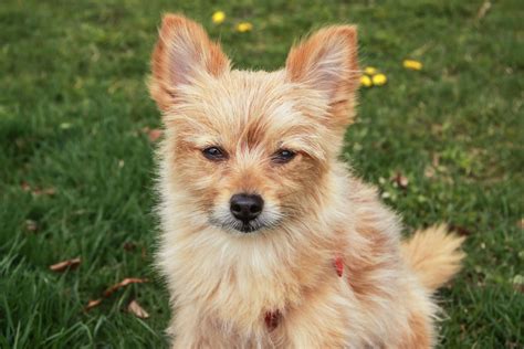 Get Inspired For Yorkie Mixed Breeds