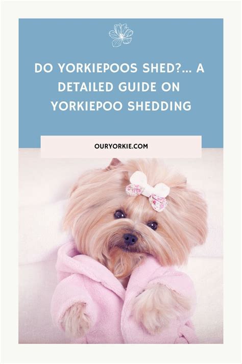 Get Inspired For Yorkie Poo Shedding