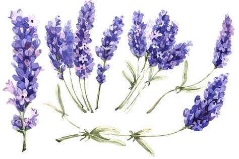 Download Get Lavender Bundle Watercolor SVG Printable