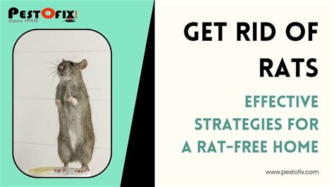 Get Rid of Rats: 6 Effective Methods