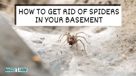 Getting Rid of Spiders in Basement