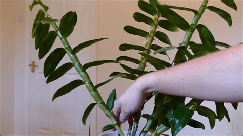 Getting A Dendrobium To Bloom