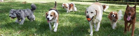 Getting Connected with the Muncie Dog Community