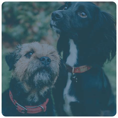 Getting Information About the Dog