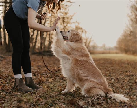 Getting Ready for Your First Dog Training Richmond Virginia Session