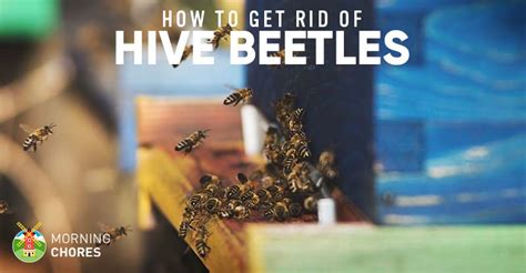 Getting Rid of Hive Beetles