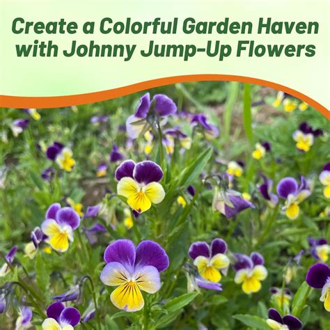 Getting Started: Planting Your Johnny Jump Up Viola