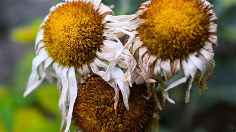 Getting Started Where to Find and How to Store Your Oxeye Daisy Seeds
