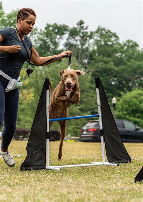 Getting Started with A B C Dog Training Today