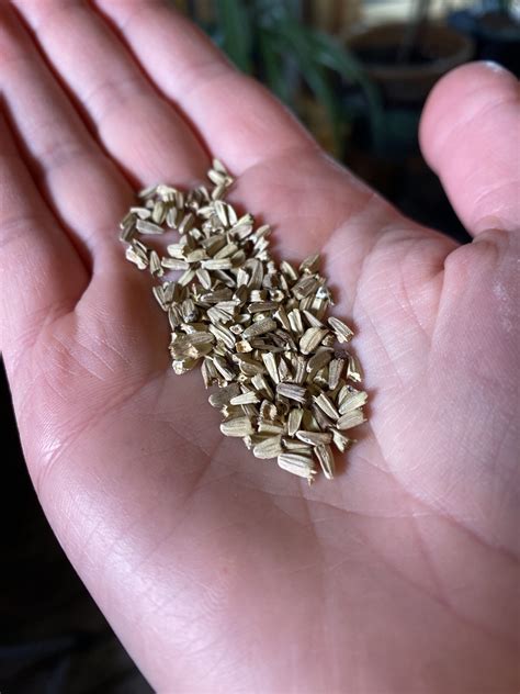 Getting Started with Home Depot Flower Seeds: A Step-by-Step Guide