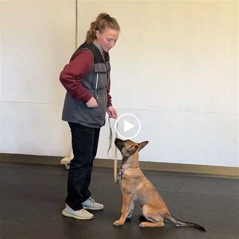 Getting Started with Partners Dog Training
