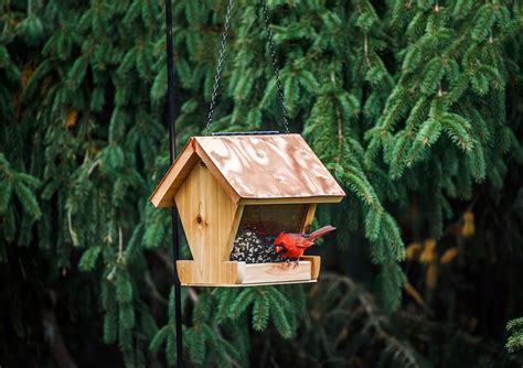 Getting Started with Your DIY Bird Feeder Project