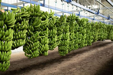 Getting Your Bananas Ready