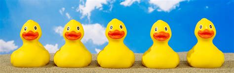 Getting Your Educational Ducks in a Row