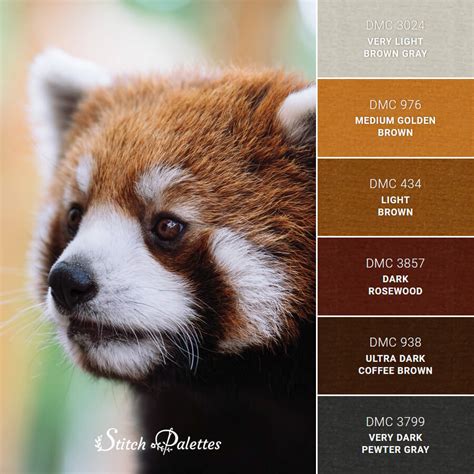Getting the Colors Right: Classic vs. Creative Red Panda Schemes